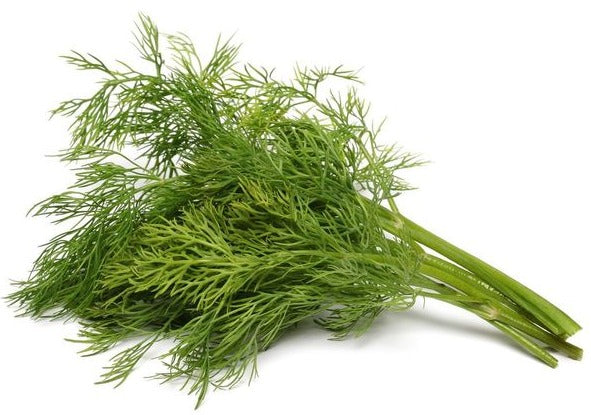 Herb Dill bunch