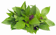 Herb Thai Basil