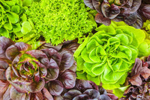 Load image into Gallery viewer, Lettuce Hydro Varieties each

